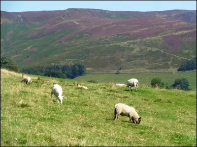 À quel grand auteur du vingtième siècle doit-on le poème intitulé "Liberté" ?
