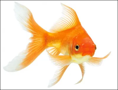 Cette image vous donne l'envie de :