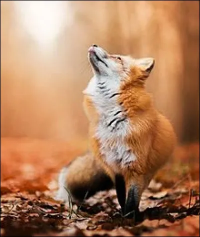 Les renards profitent souvent des terriers des autres animaux pour se cacher.