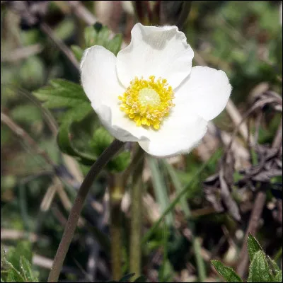 Quelle est cette plante protégée en France ?