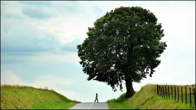 Quel âge aurait le plus vieil arbre du monde ?