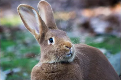 La queue du lapin est basse car :