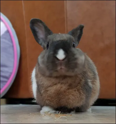 Le lapin exprime son inquiétude :