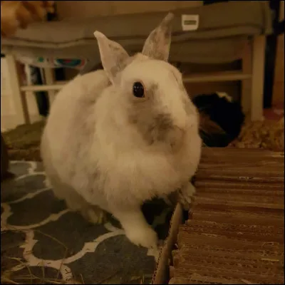 Le lapin exprime sa curiosité en :