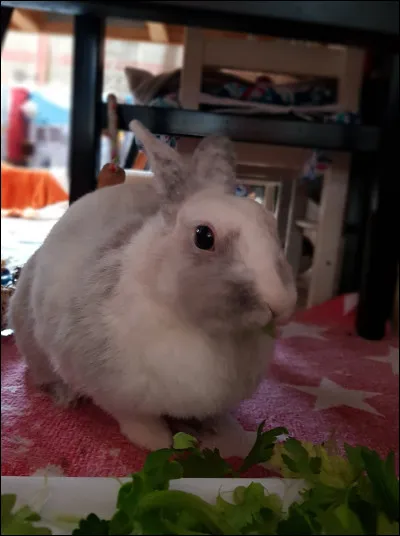 Un lapin qui vous lèche signifie qu' :