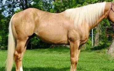 Quiz Galop 3