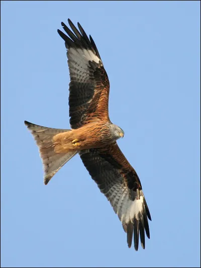 De quelle ville Linate est-il l'aéroport ?