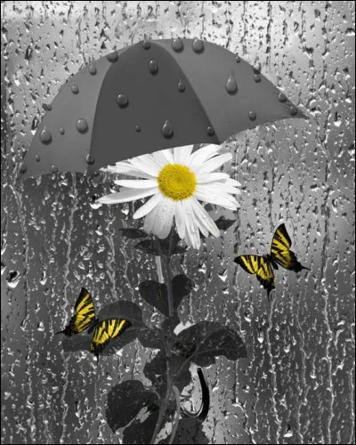 À quel chanteur pensez-vous en écoutant "Toute la pluie tombe sur moi" ?