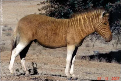 Le quagga fait environ 1, 2 m - 1, 4 m de hauteur au garrot.