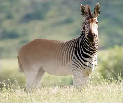 Le quagga fait environ 230 cm de long.