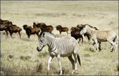 Son nom scientifique est : "equus quagga quagga".