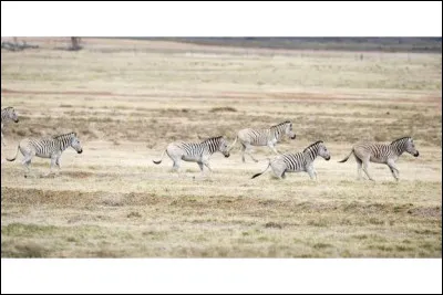 Les quaggas vivent principalement en Océanie.