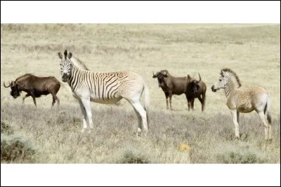Un quagga adulte pèse environ 400 kg.