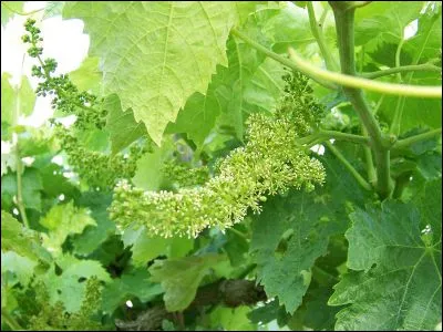 Combien de jours environ s'écoulent entre la floraison de la plante et la récolte ?