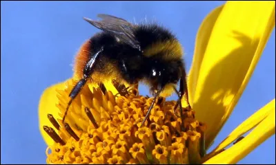Quels insectes pollinisent la vigne ?
