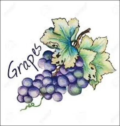 Qu'appelle-t-on la véraison en viticulture ?