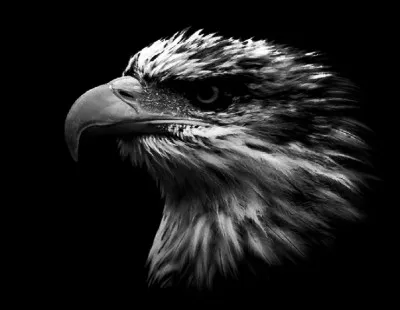 Dans la chanson de Barbara, de quelle couleur étaient les yeux de l'Aigle noir ?