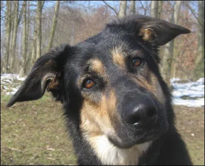 Qui est l'ancêtre du chien ?