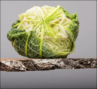 Quel est ce fromage italien au lait cru de chèvre enveloppé dans des feuilles de chou vert ?