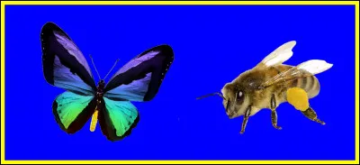 Associez les deux images, pour trouver un sportif connu.