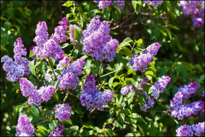 Qui chantait ''Des jonquilles aux derniers lilas'' ?