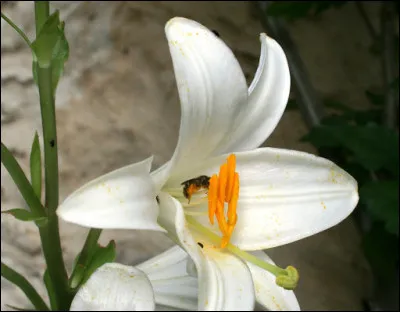Qui est l'auteur du roman ''Le Lys dans la vallée'' ?