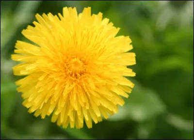 Quel est l'autre nom du pissenlit ?