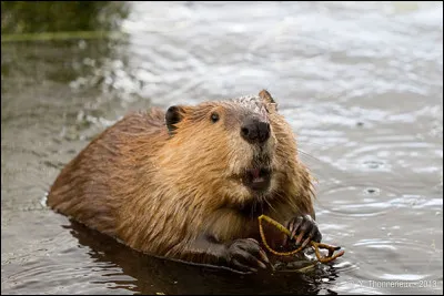 En moyenne, combien de temps (en minutes) un castor peut-il rester sous l'eau s'il n'a pas le choix ?