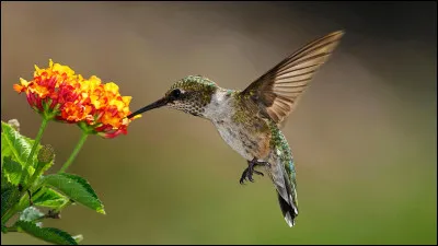 Quelle est la couleur des fleurs préférées des colibris ?