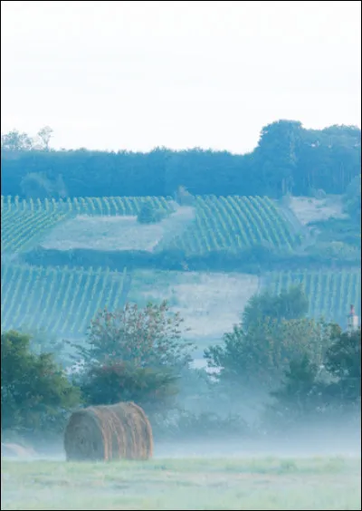 La Sarthe possède aussi son vin d'appellation d'origine contrôlée. En connaissez-vous le nom ?