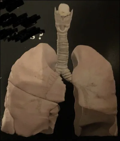 À quoi servent les poumons ?