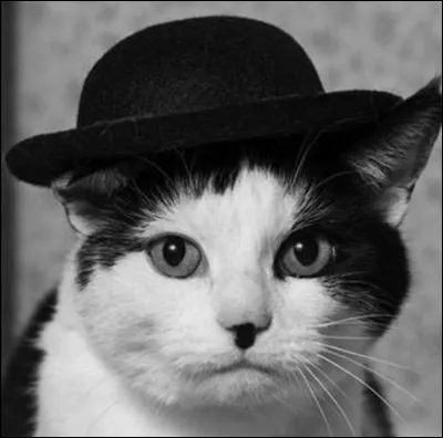 À qui ressemble ce chat ?