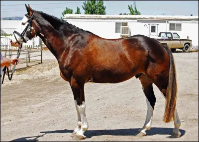 Quelle est sa robe ?