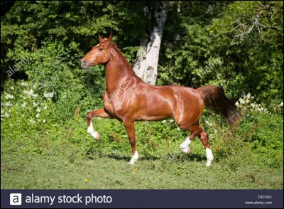 La plus dur pour la fin : quelles sont sa race et son allure ?