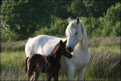 "Comment dites-vous 27 en allemand ?" demande le cheval voyageur.