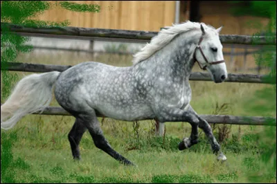 "Sonne, mond und sterne". Qu'ai-je dit ?