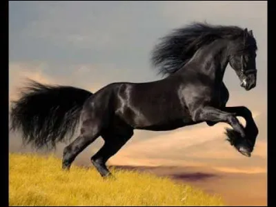 Traduisez : "Wir sind im Winter".
Allez-vous réussir l'exercice du cheval voyageur ?