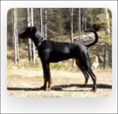 Quelle est cette race de chien ?