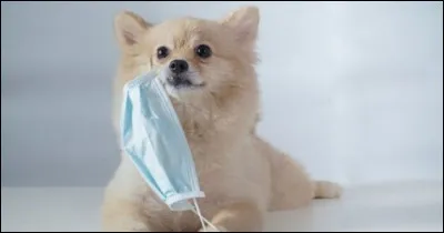 Les animaux peuvent-ils nous transmettre le virus ?