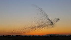 Quiz Oiseaux
