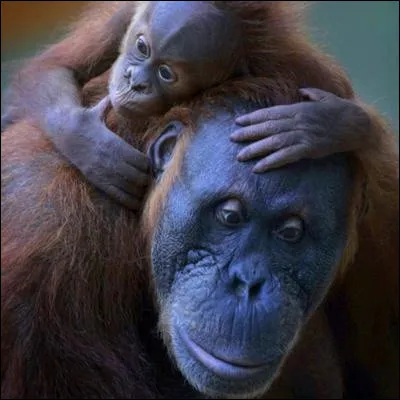 "Tu pourras repartir au fin fond des nuages
Et de nouveau sourire à bien d'autres visages
Donner autour de toi un peu de ta tendresse
Lorsqu'un autre voudra te cacher sa tristesse".
De quelle chanson de Françoise Hardy sont extraites ces paroles ?