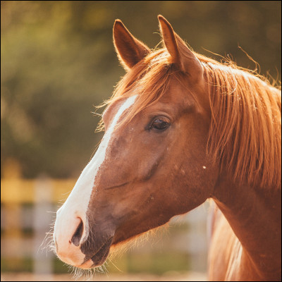 Un cheval peut vivre à peu près jusqu'à quel âge ?