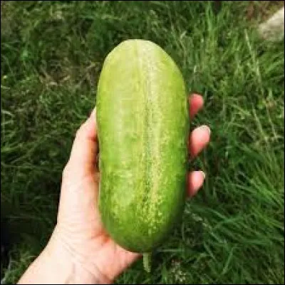 En langage familier le mot « cornichon » peut désigner une personne ;