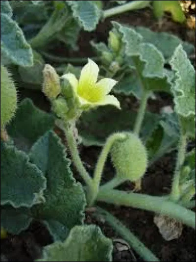 Cochez la bonne réponse !