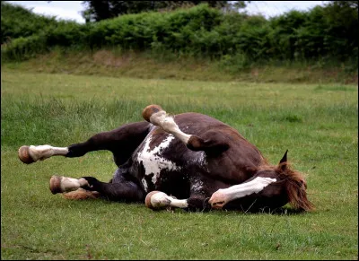 Comment reconnaître une jument ?