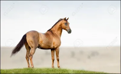 Comment changer un étalon (ou entier) en jument ?