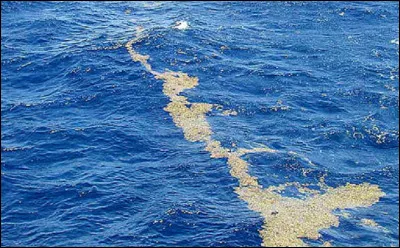 À quoi La mer des Sargasses doit-elle son nom ?