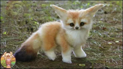 Si tu &eacute;tais un animal, tu trouverais &ccedil;a comme un obstacle...