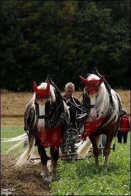 Quelle est cette race ?