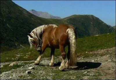 Quelle est cette race ?